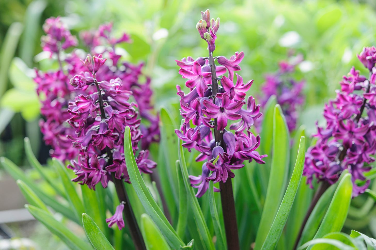 purple spring bulbs