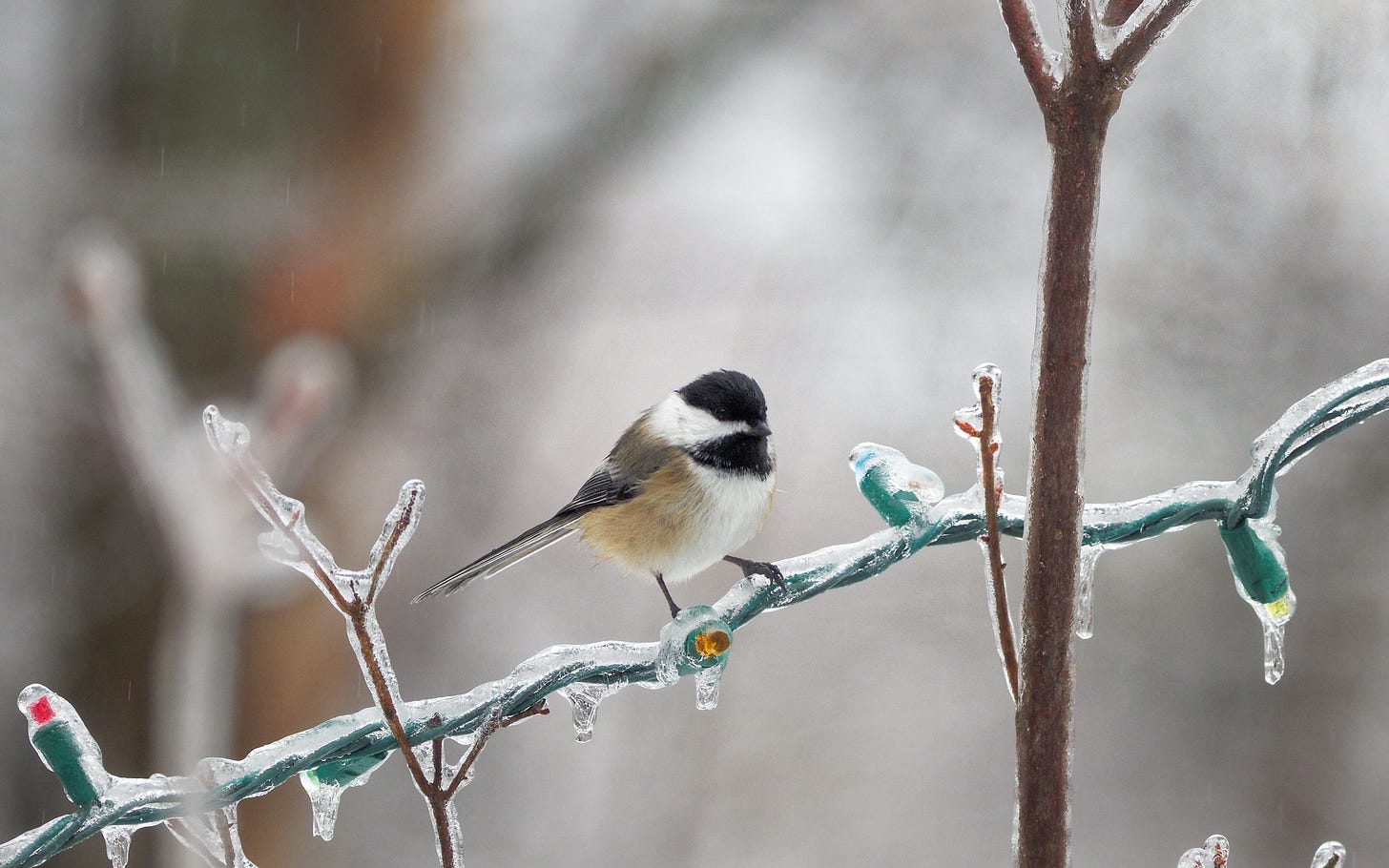 Chickadee on an ice coated string of Christmas lights