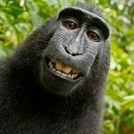 Monkey selfie by David Slater