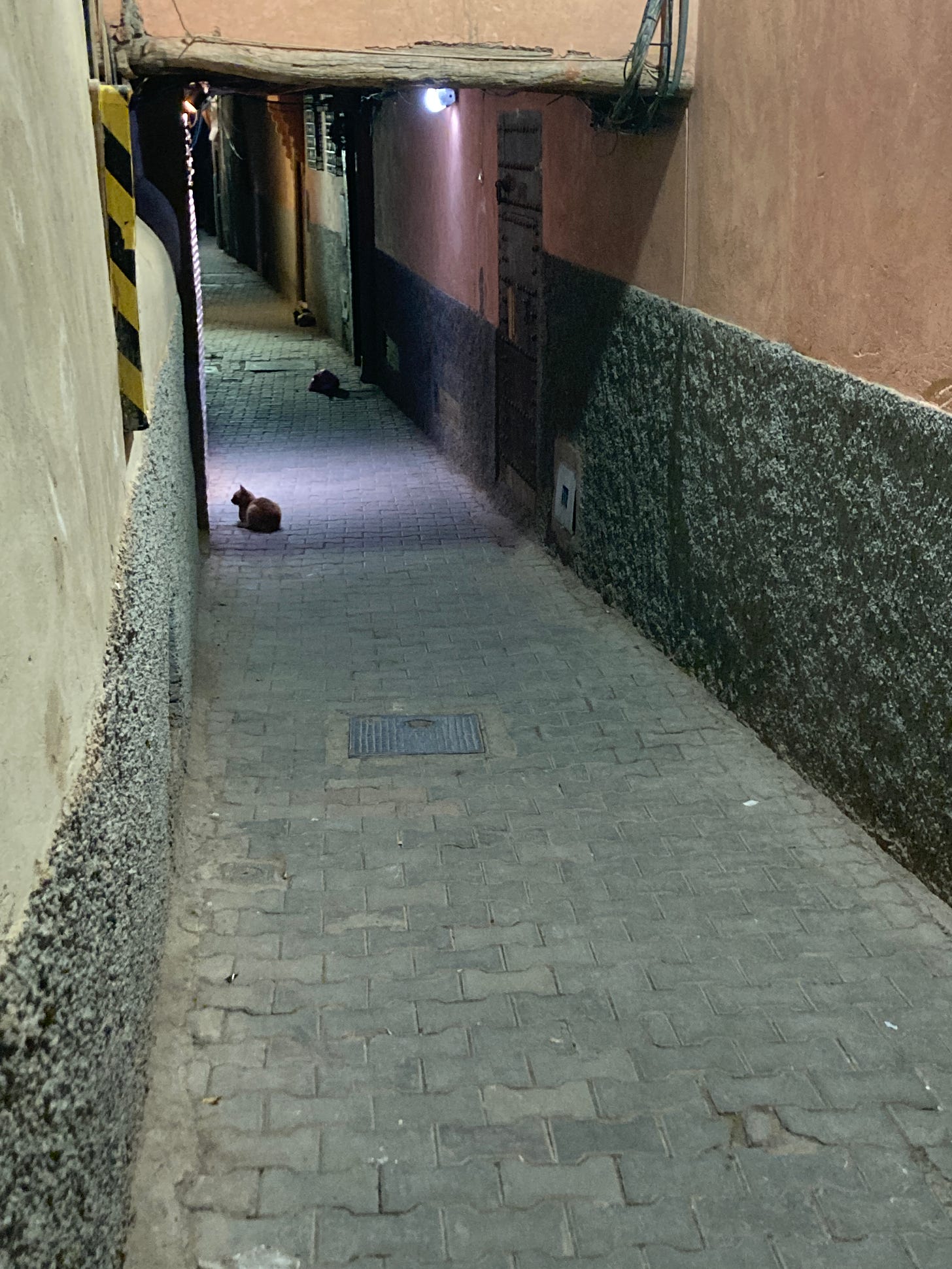 A darkened alleyway with cats sitting at intervals.