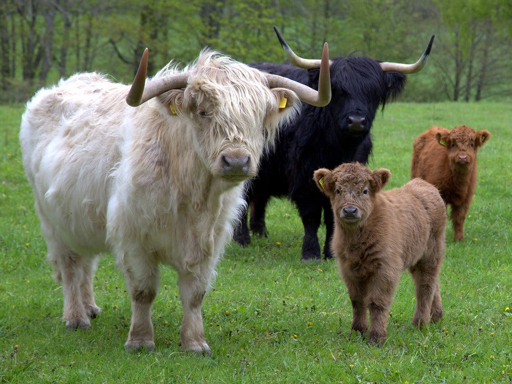 Colorful Four! | Highland Cattle! | Jonas Carlberg | Flickr