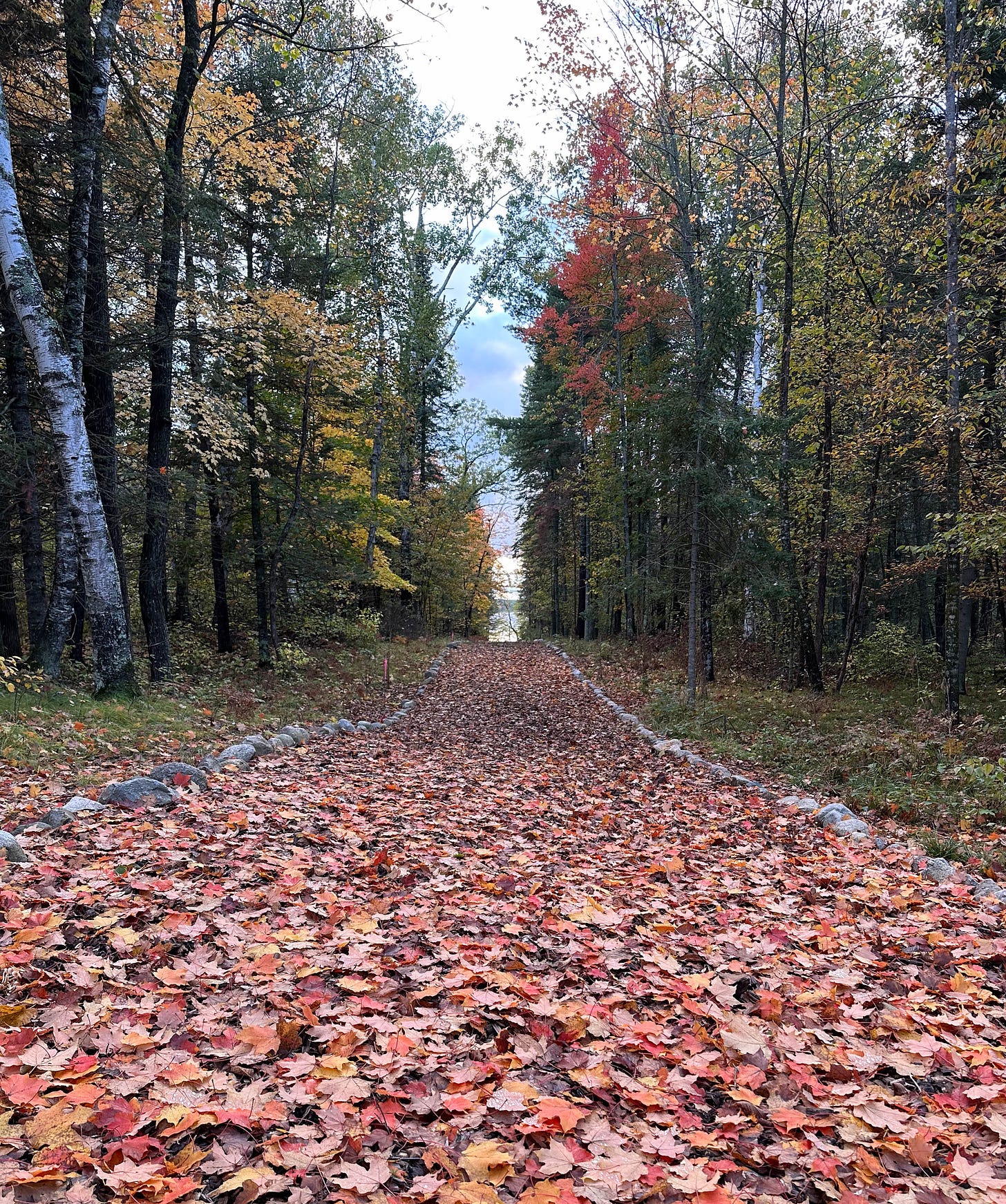 Straight path covered with autumn leaves, lined with trees, heading toward a lake.