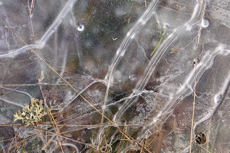 Lined sheets of ice envelop grasses and lichen