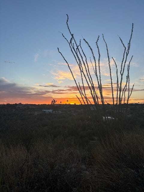 A sunset sky of blue and purple and orange is seen over a dark landscape. The dark branches of a bush extend up into the sky.