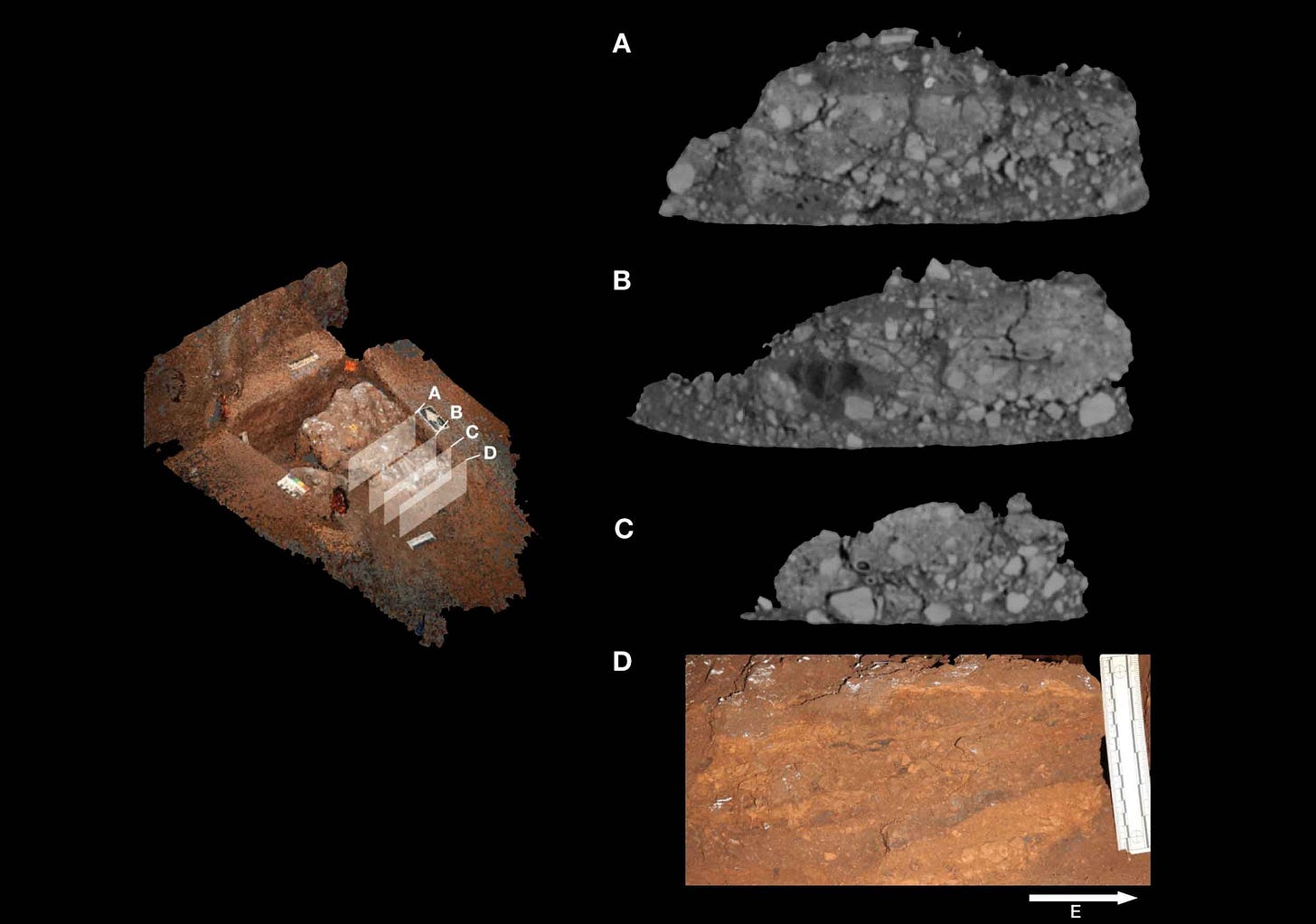A schematic based on photogrammetry at left showing locations of transverse cuts, and at right three CT scan cuts with one profile view. A schematic based on photogrammetry at left showing locations of transverse cuts, and at right three CT scan cuts with one profile view.