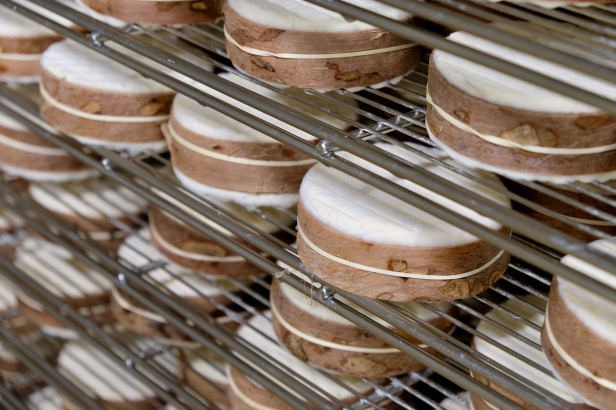 Jasper Hill Farm Harbison cheese