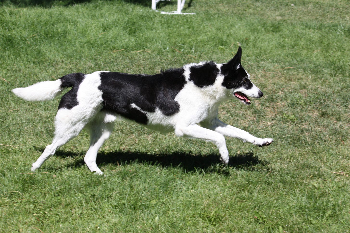 Border collie galloping unrestrained through an agility field