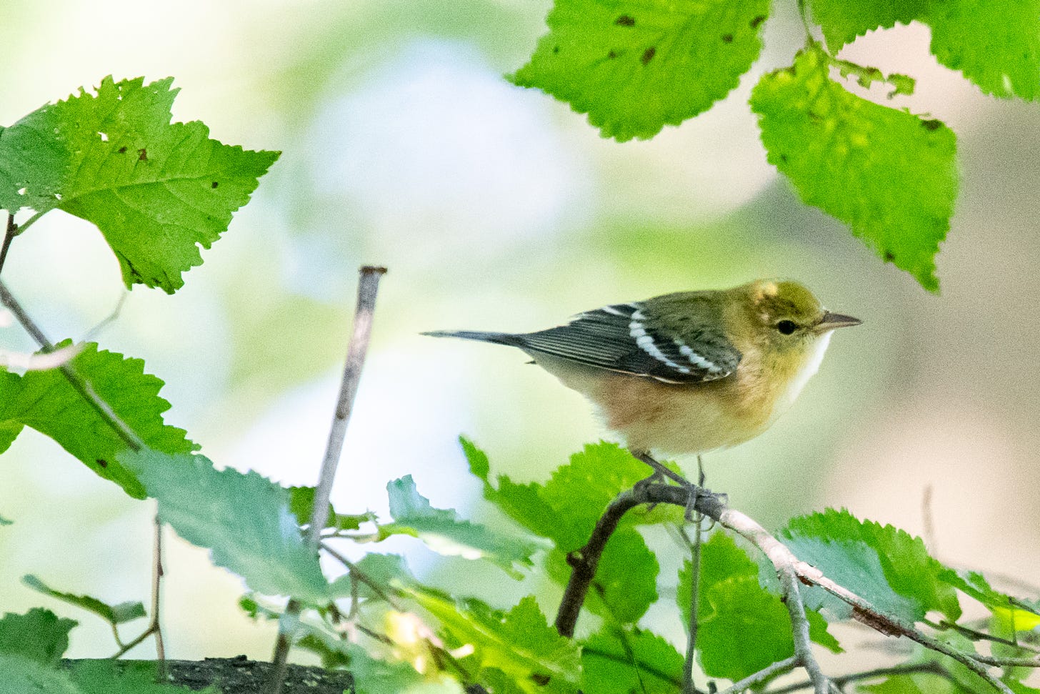 A small bird with a yellowish head, a dark eyeline, bright wingbars, and crimson flanks is perched partly in shade