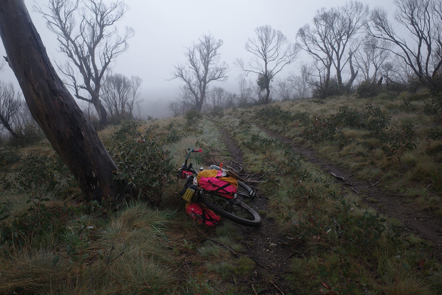 Robbie's bike in a creepy alpine landscape with spindly trees.
