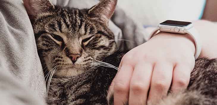 Photo of a drowsy cat snuggled under its owner's arm which wears a smartwatch on the wrist.
