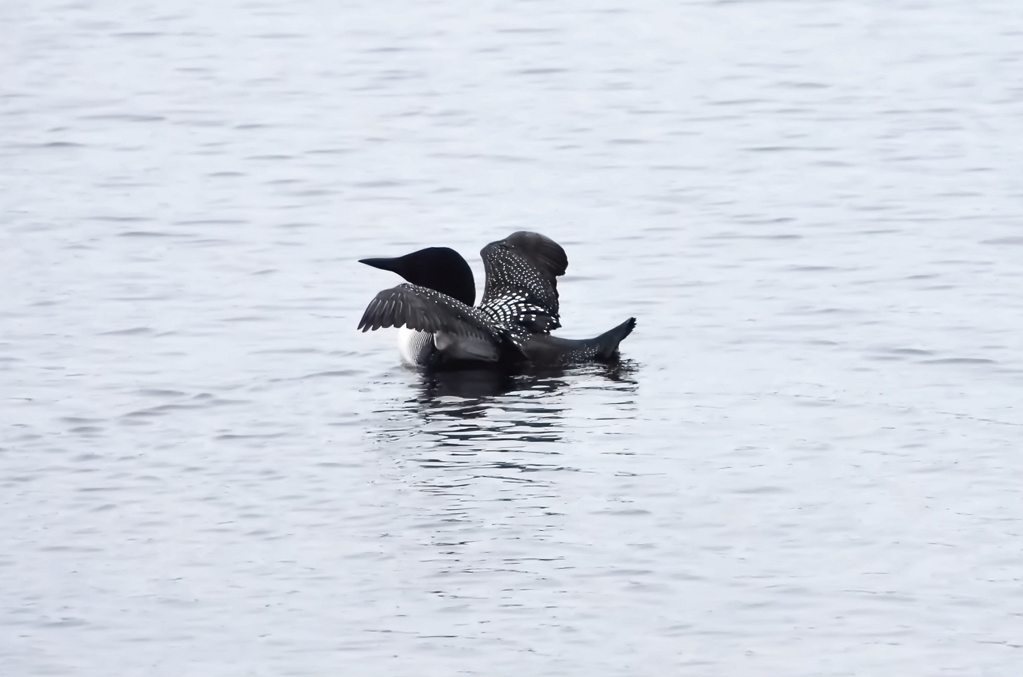 A Common Loon in summer plumage preens at Jordan Pond in Acadia National Park.