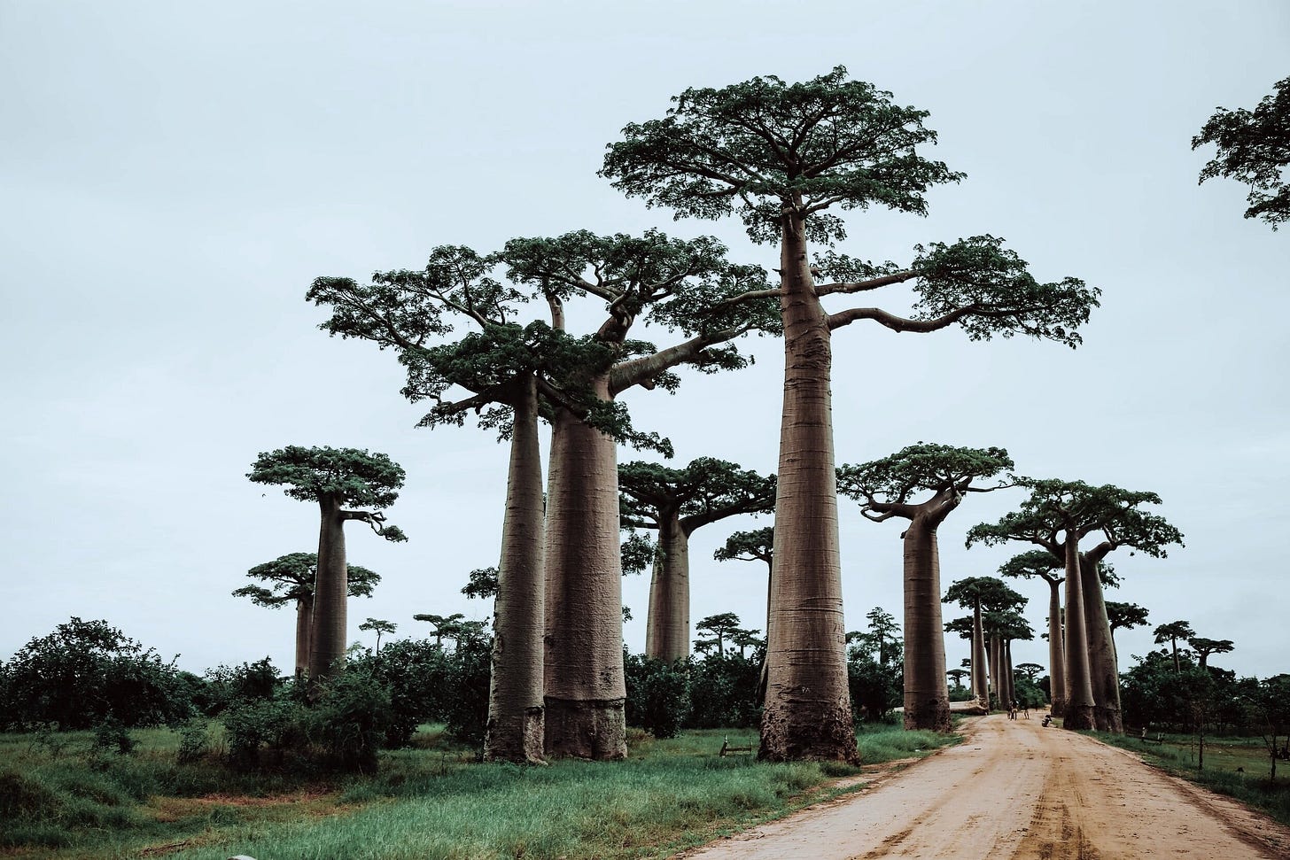 Madagascar: The World’s Forgotten Island