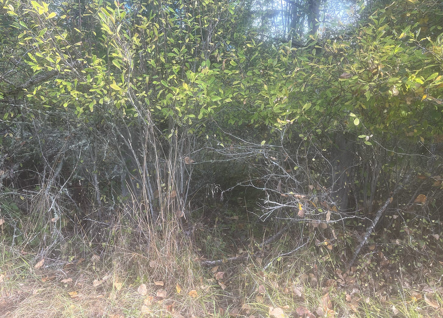 Fall leaves of Indian plum shrub with deer trail.