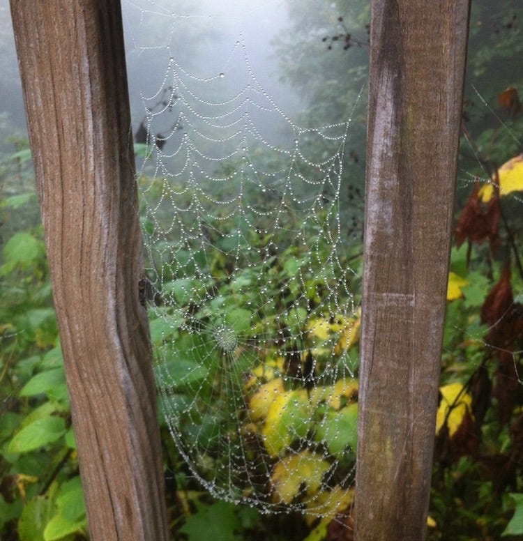 spider web between fence posts, outlined with drops of mist