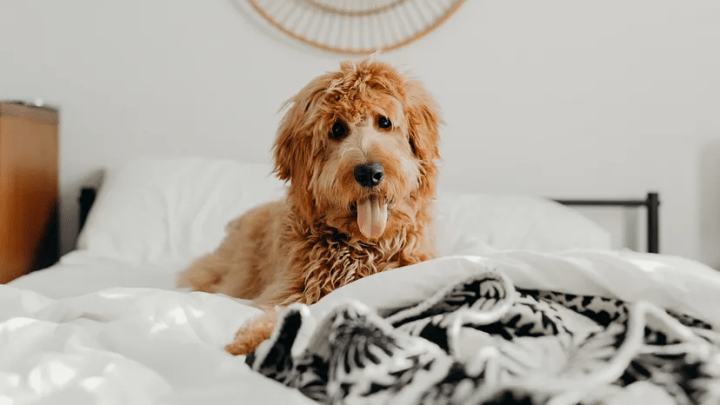 A brown shaggy dog, laying on black and white sheets, on the bed, with a curious look on their face, and their tongue hanging out.