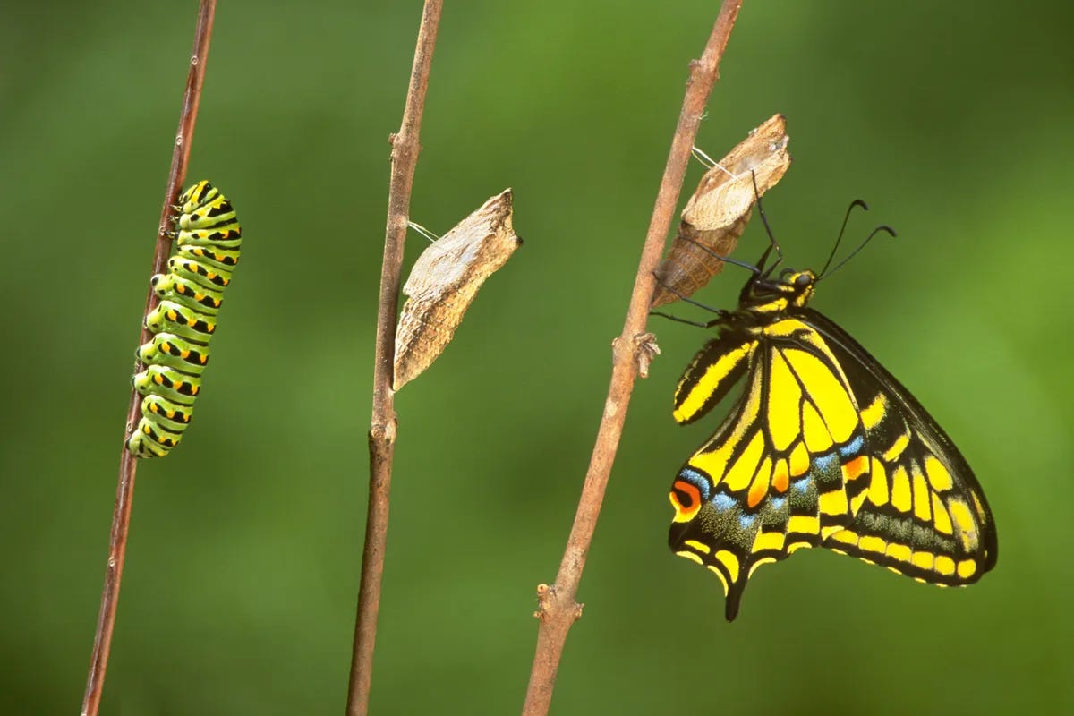 How does a caterpillar turn into a butterfly? - Discover Wildlife