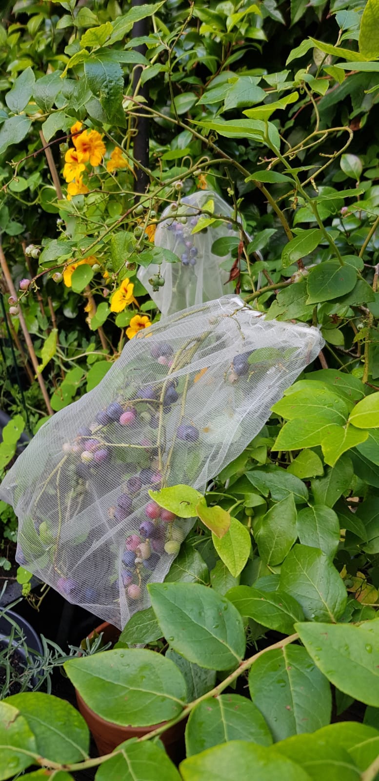 Blueberries ripening, safe from the birds. Photo credit Aideen O'R