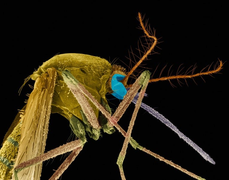 Coloured scanning electron micrograph of a Southern house mosquito on a black background