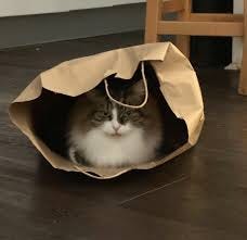 Can't let the cat out the bag : r/aww