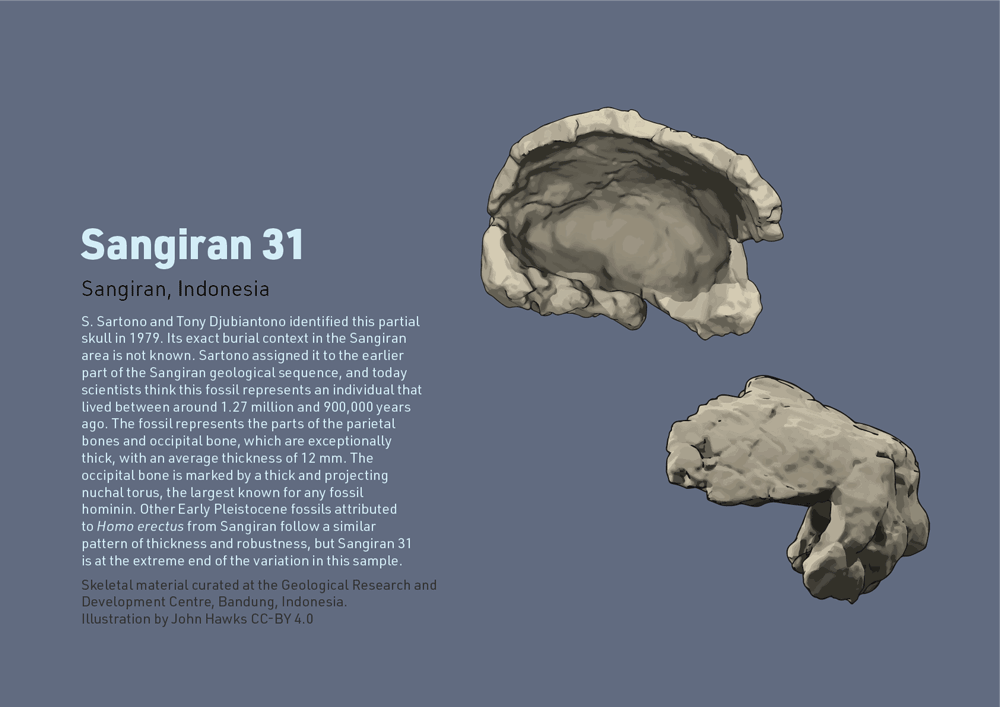 Sangiran 31 partial cranium with information