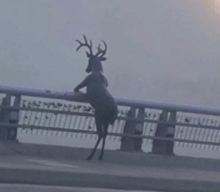 deer statue looking out over the foggy Scioto river