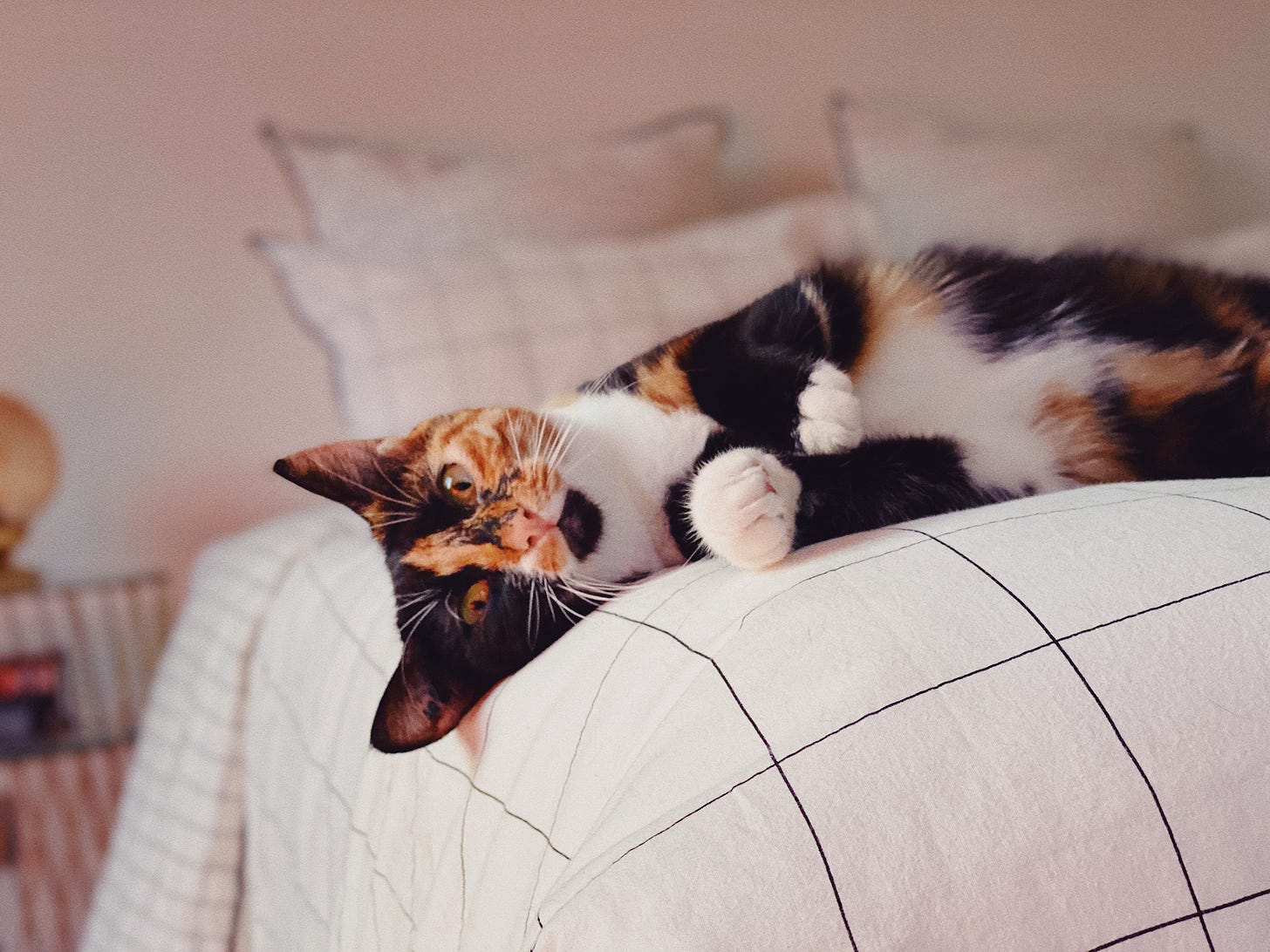 Chat tricolore, allongé alangui sur le lit.