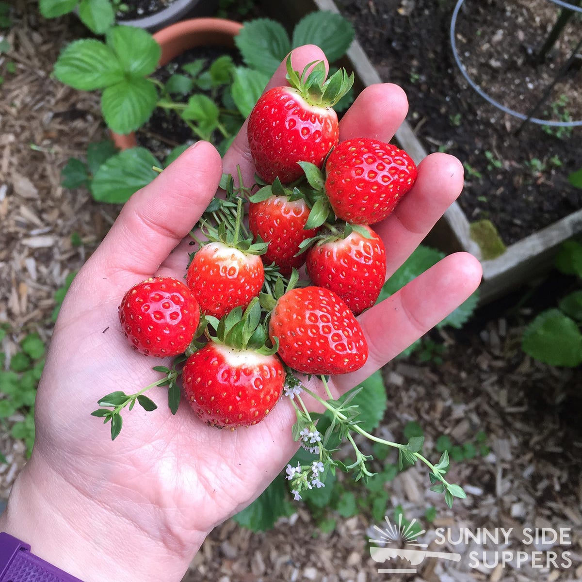 A hand holding fresh strawberries.