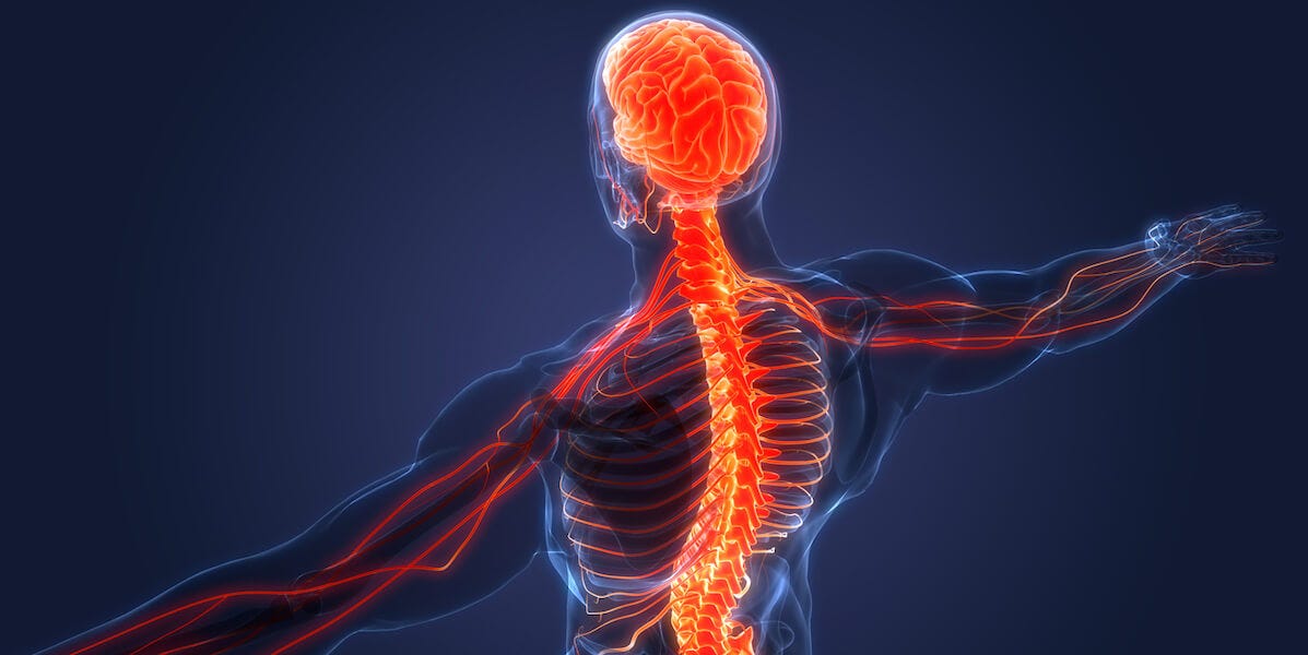 How Does the Nervous System Develop? - USC Viterbi | School of Engineering
