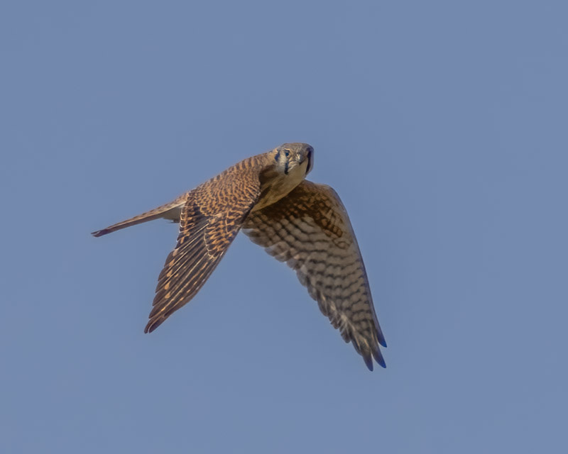 20250401-Marana-609-Edit.jpg