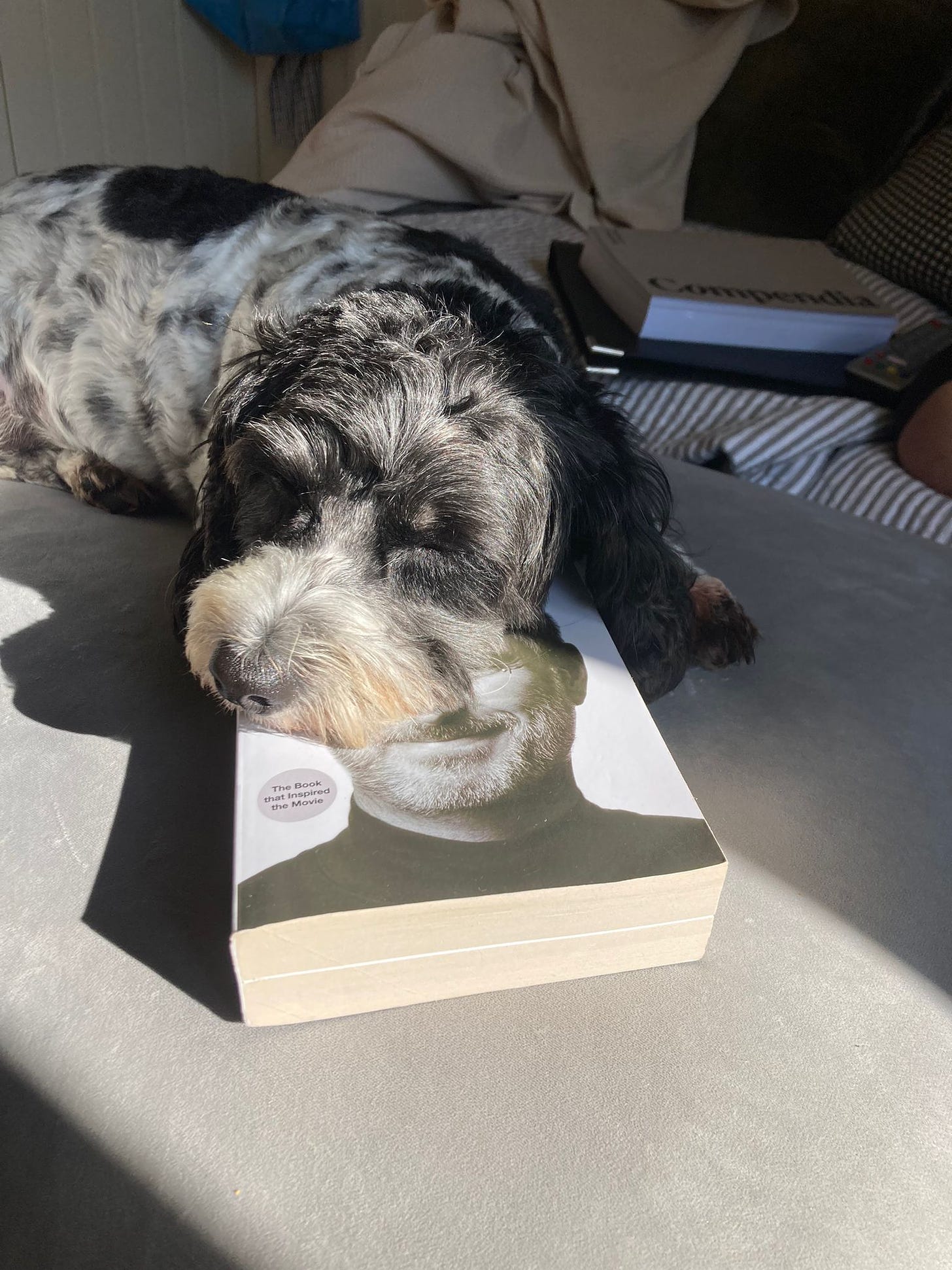 Alex Debecker’s dog Mila sleeping with her head on the Steve Jobs book