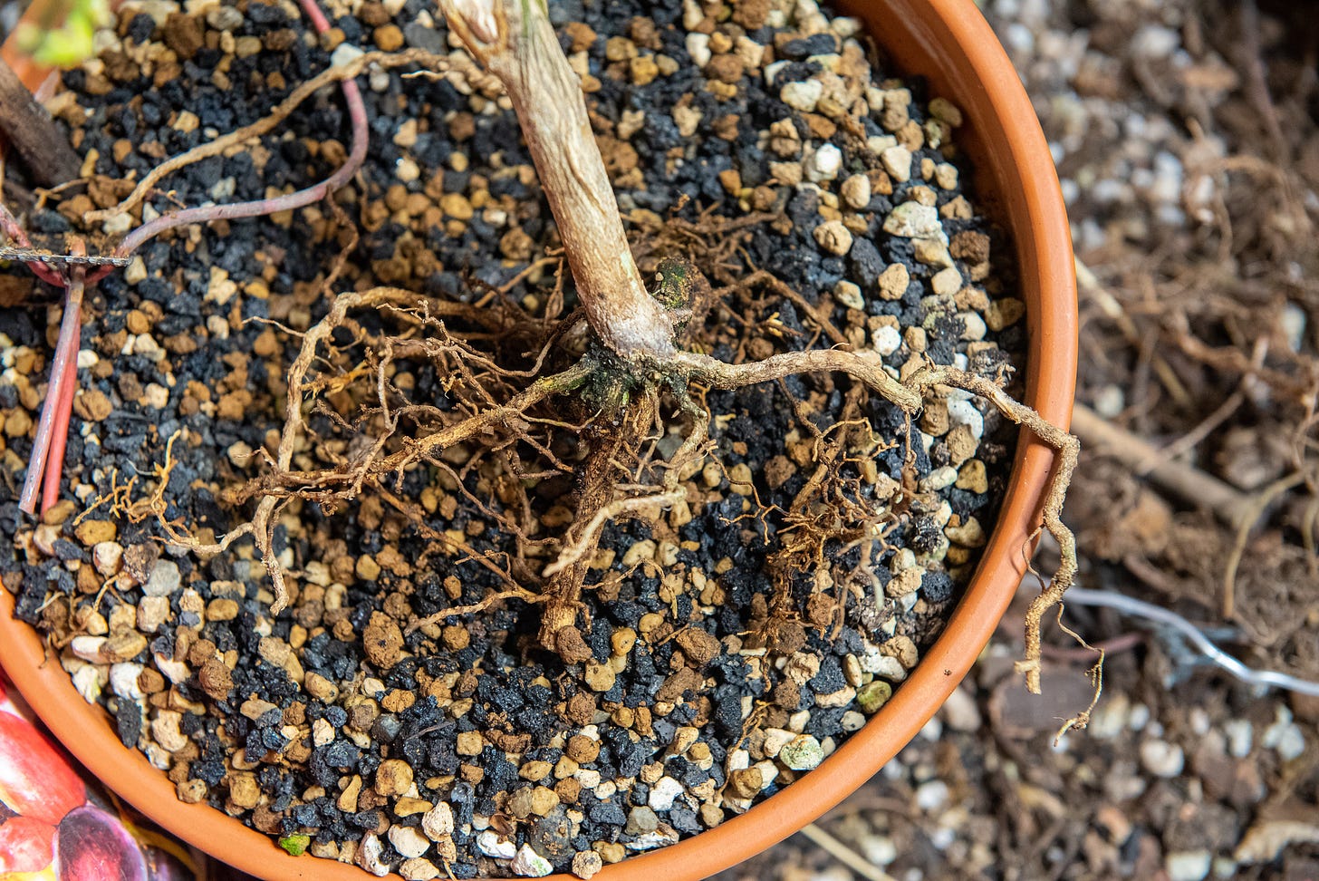 ID: Aerial view of calamansi bonsai bare rooted with thin scraggly roots, on top of a large terra cotta pot full of bonsai soil