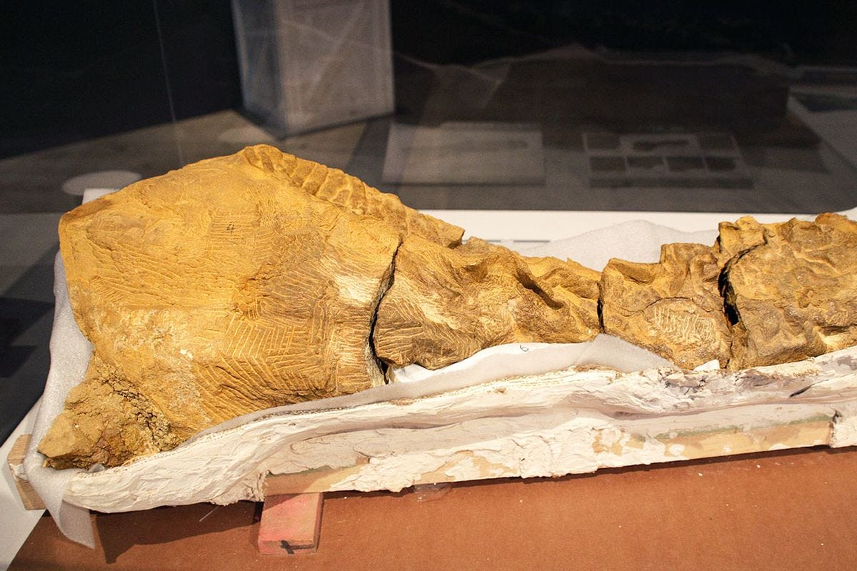 A segment of Dakota fossil, mummified Edmontosaurus annectens (Kabacchi/Wikimedia Commons)