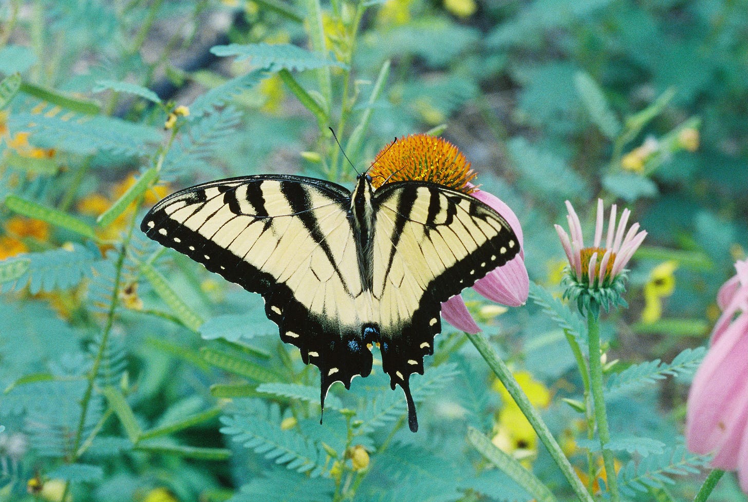 Tiger swallowtail butterfly on echinacea