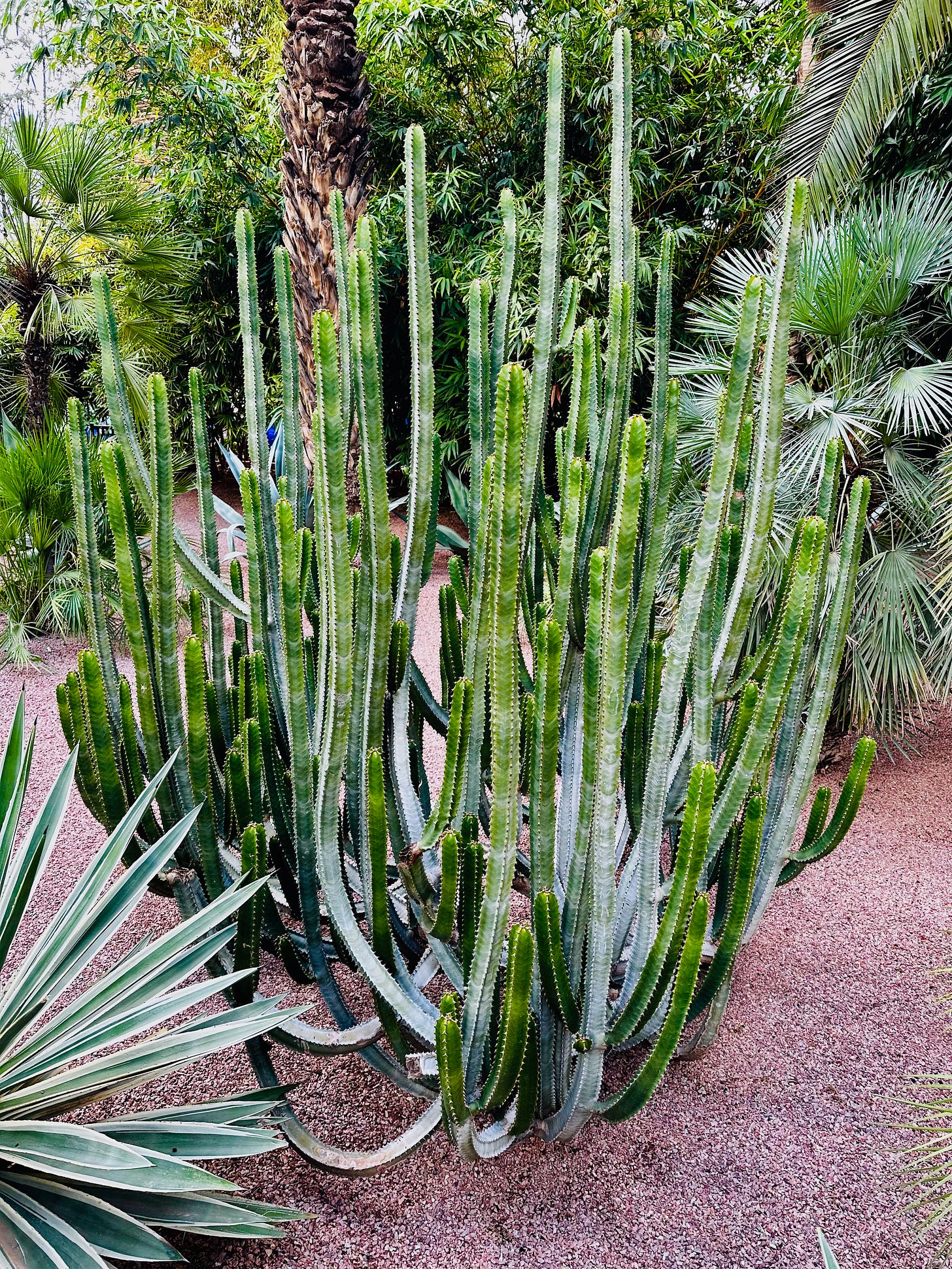 Jardin Majorelle, Marrakesh, Morocco 