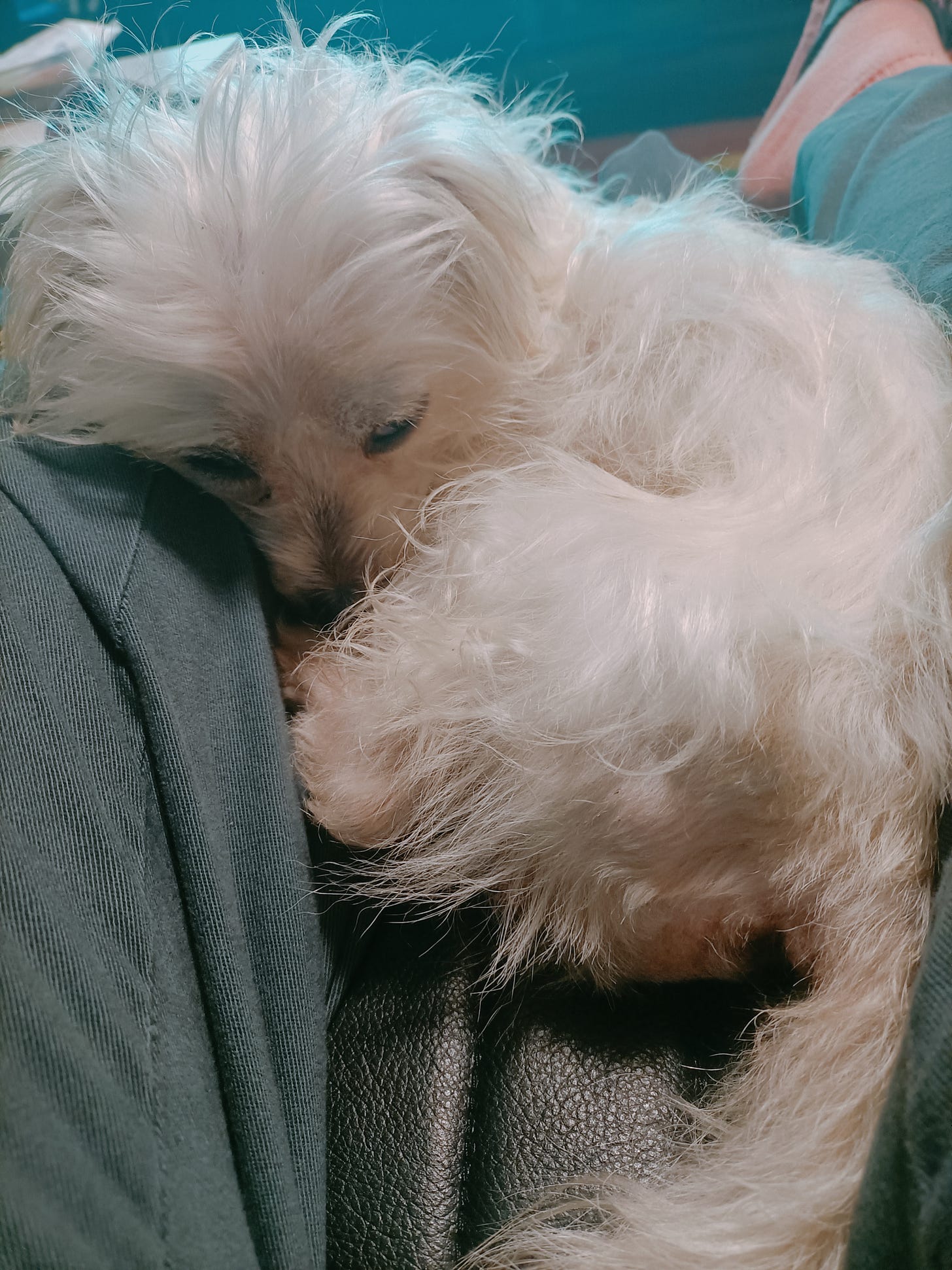 A photo of Donut, a white, puppy-sized Maltese mix with unruly long white fur, curled up in a lap. He is half-asleep but still giving severe side-eye.
