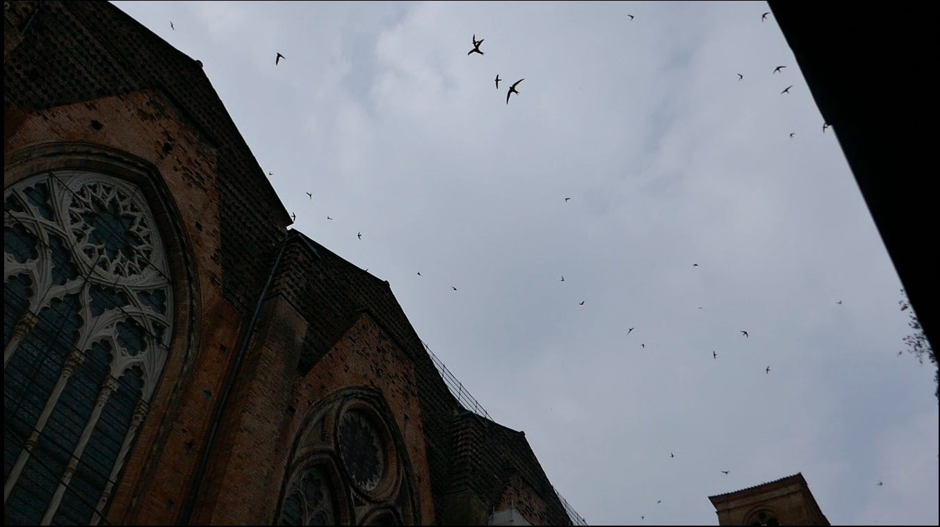 Chimney swifts circle over a cathedral near Bologna's Piazza Maggiore