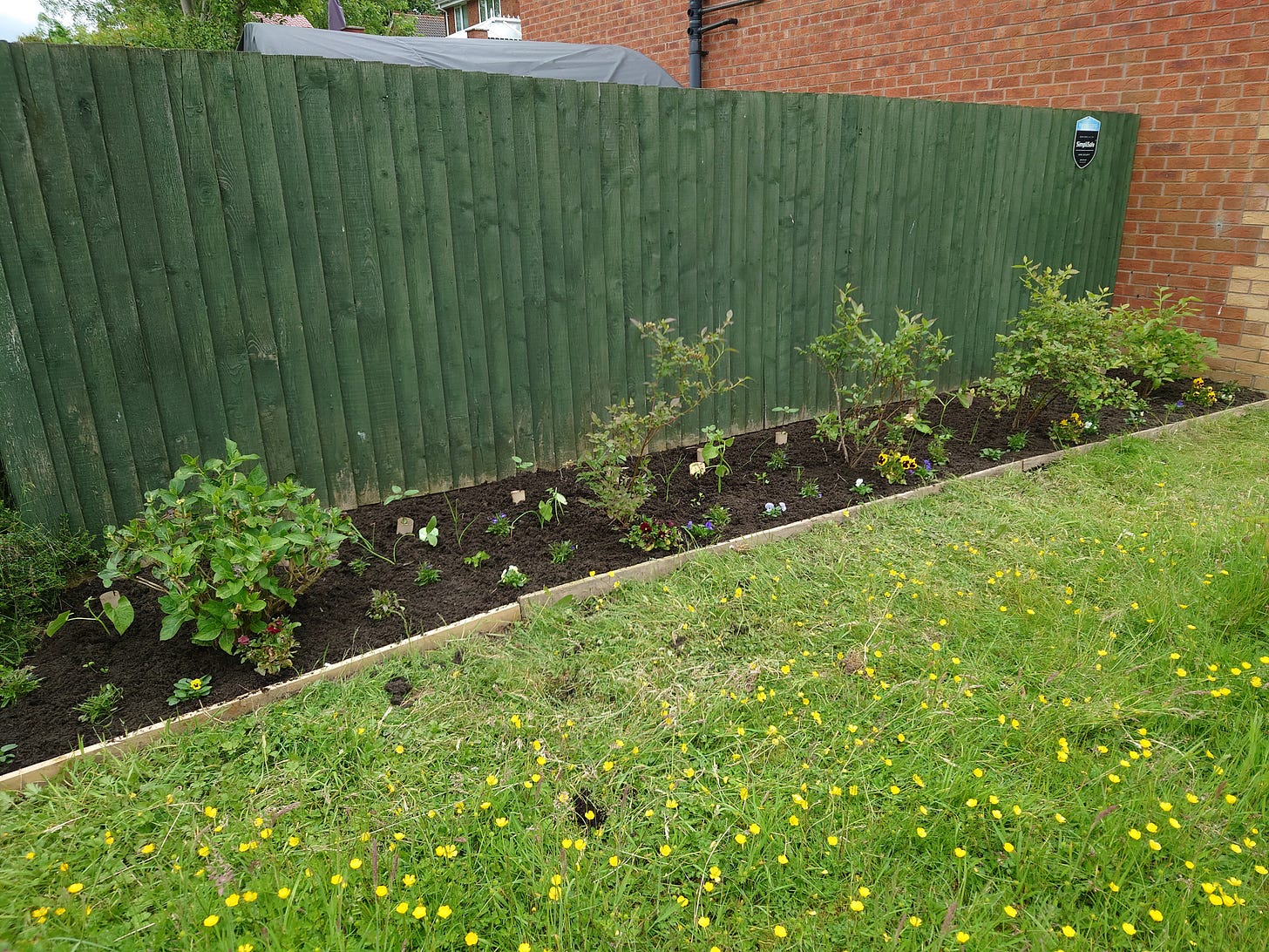 Photo of newly created planting bed around blueberry buses and a hydrangea in front of front fence