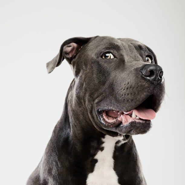 Pit bull dog looking at camera studio portrait Portrait of a black american pitbull dog looking at camera and paying attention. Vertical portrait of beautiful american stafford dog posing against white background with suspicious expression. Studio photography from a DSLR camera. Sharp focus on eyes. scared dog stock pictures, royalty-free photos & images