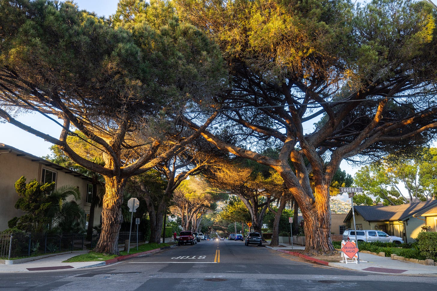 Anapamu Italian Stone Pines