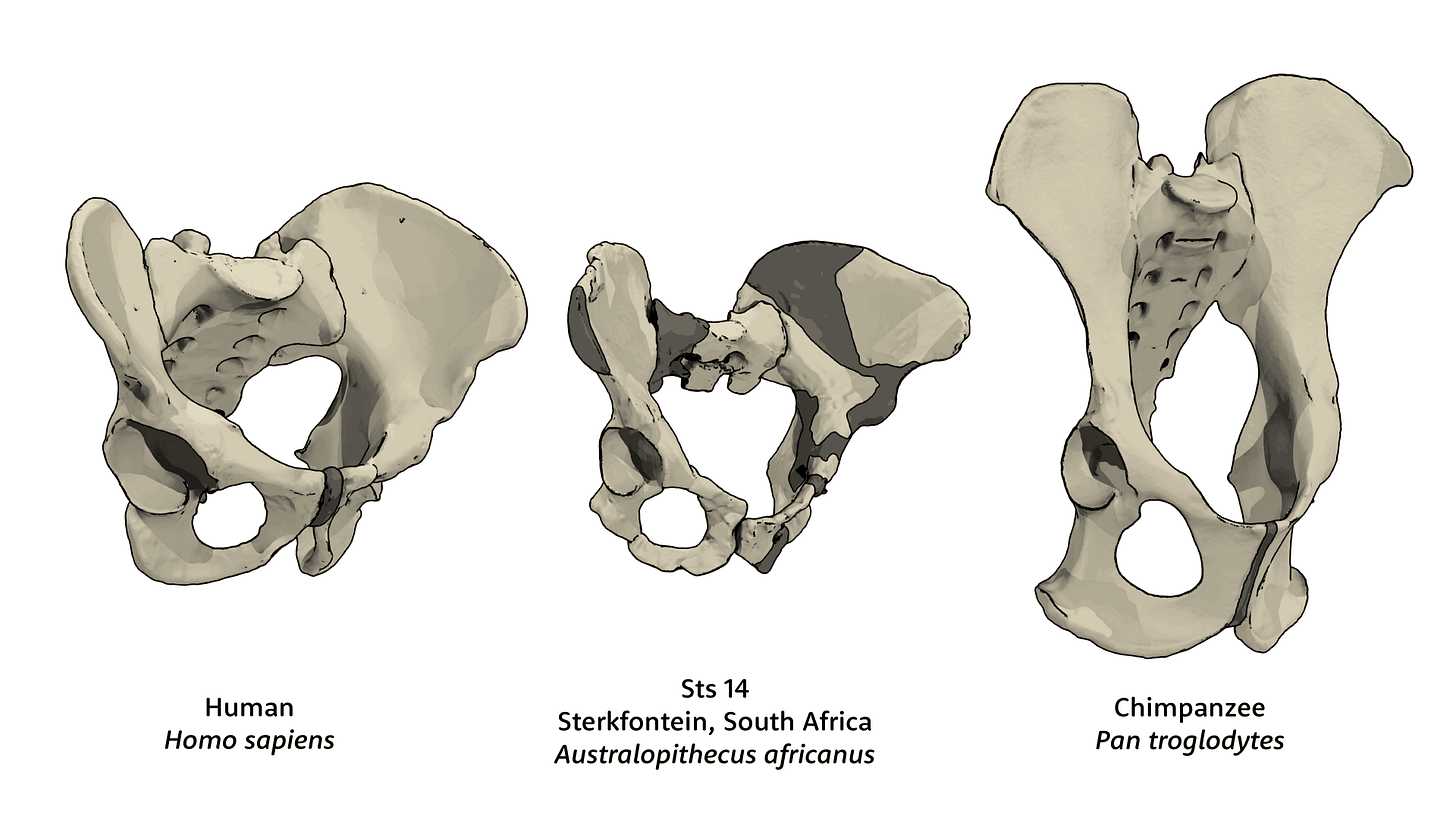 Pelvis of human, Sts 14 fossil Australopithecus africanus, and chimpanzee Pelvis of human, Sts 14 fossil Australopithecus africanus, and chimpanzee