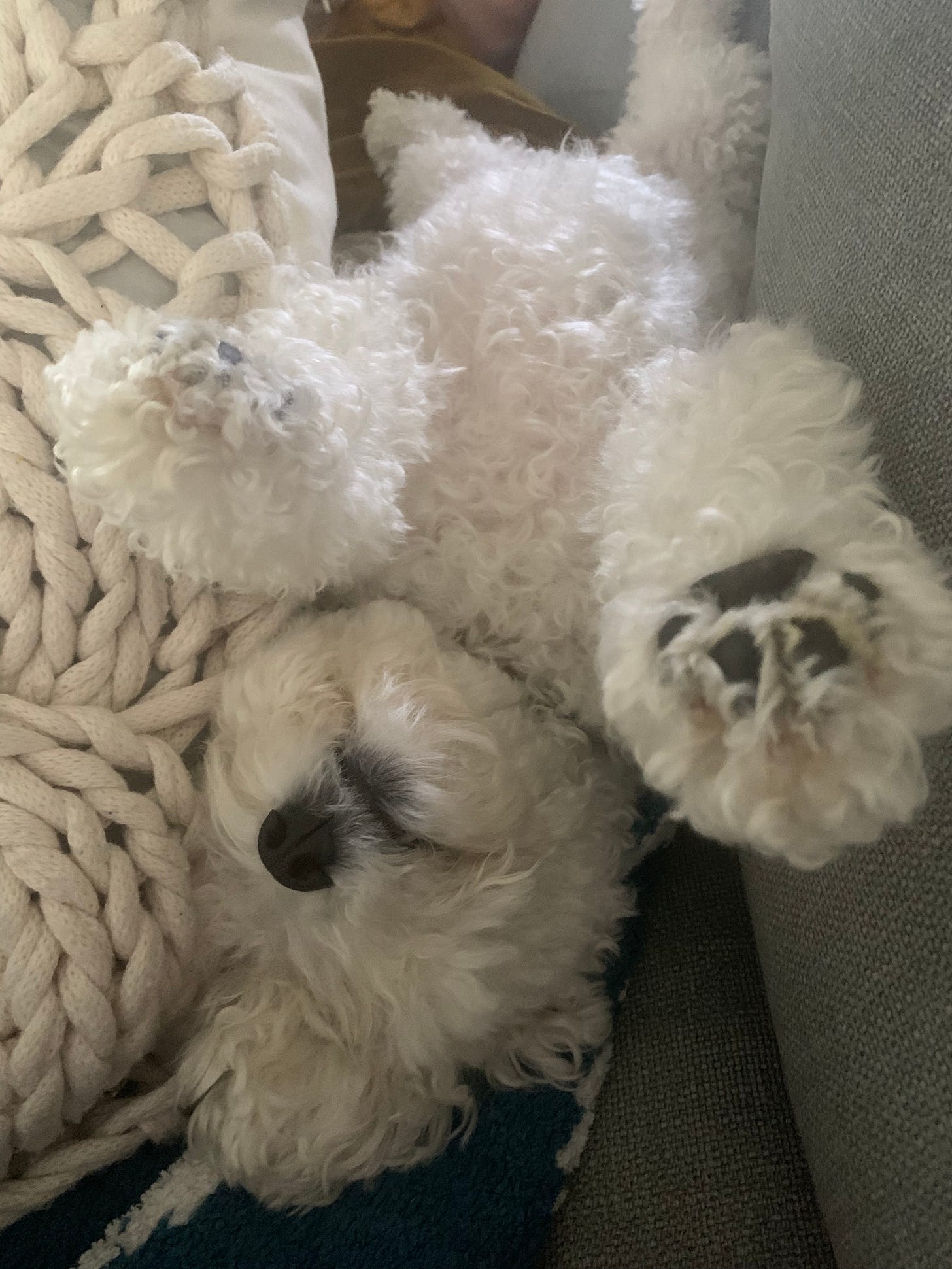 A white bichon belly and paws up on a couch