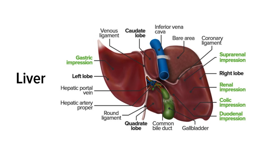 Liver: Anatomy | Concise Medical Knowledge