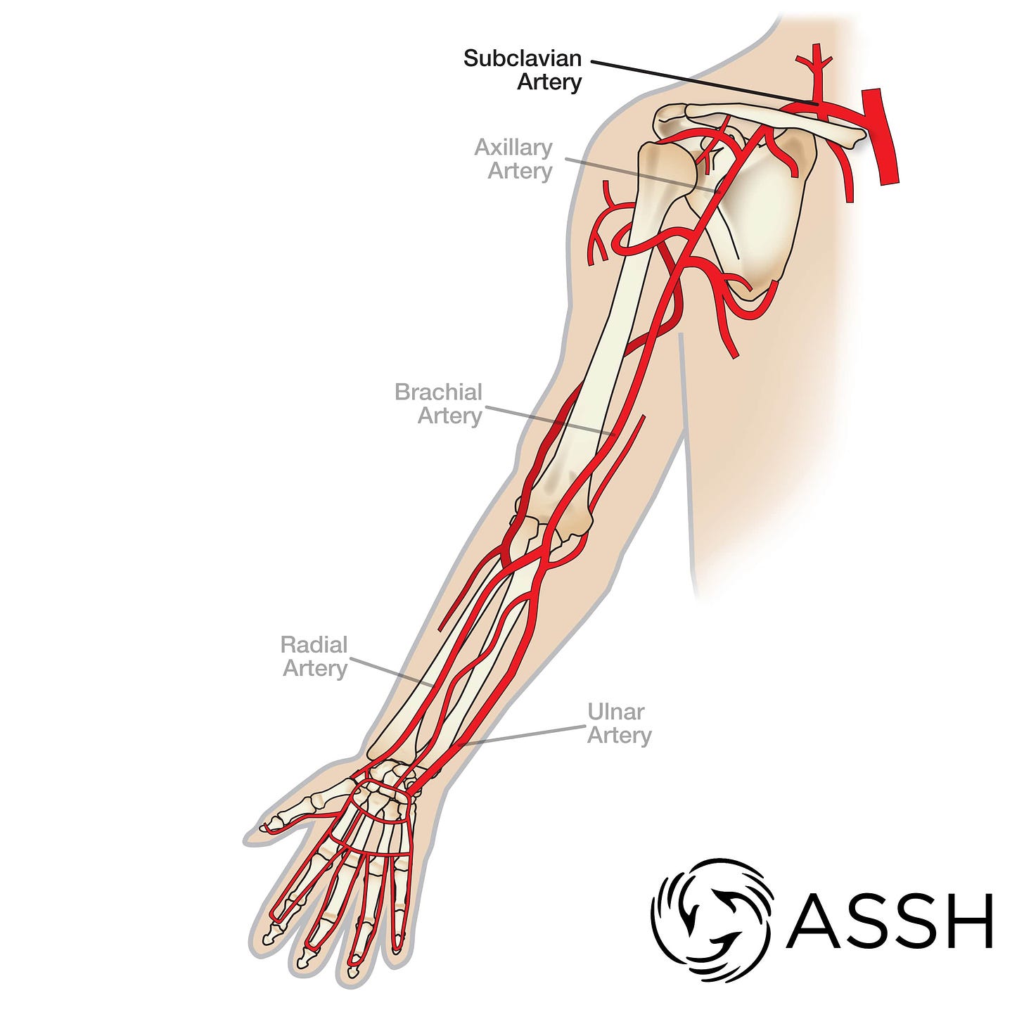 Body Anatomy: Upper Extremity Vessels | The Hand Society