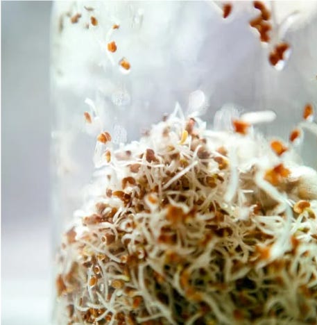 seeds sprouting in a jar