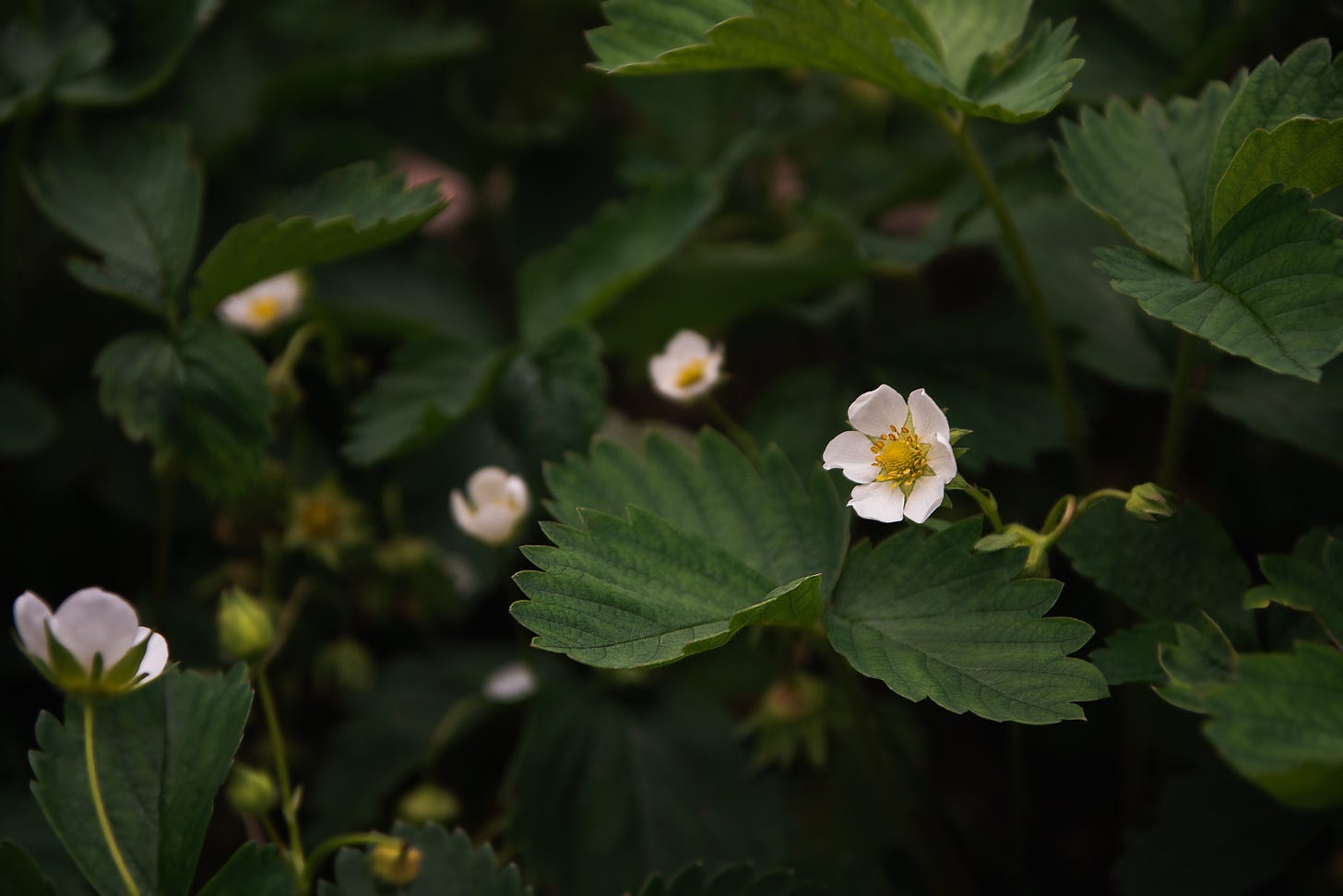 Foliage of a strawberry plant with four visible white strawberry flowers.