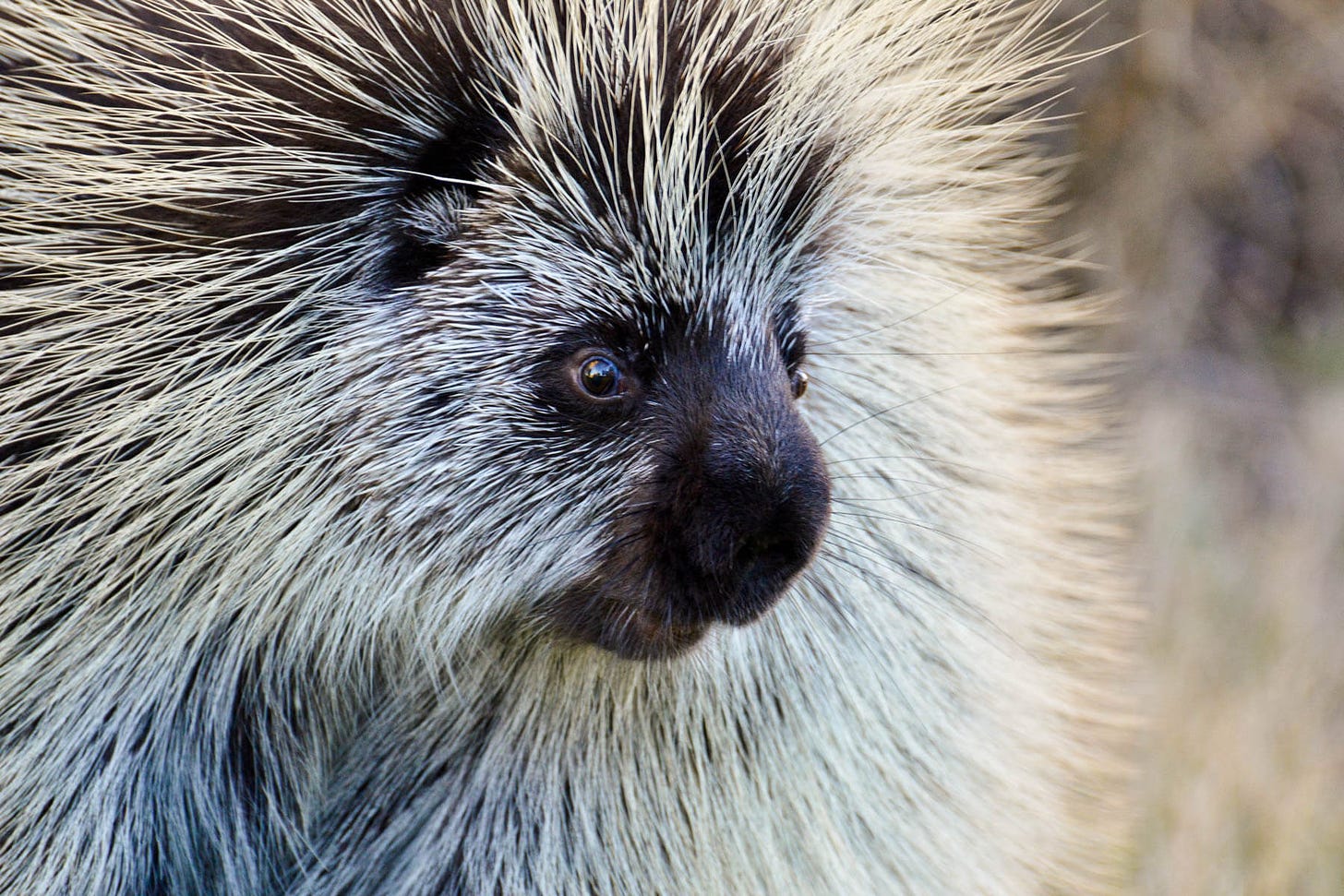 The North American porcupine has a few tricks up its quills ...