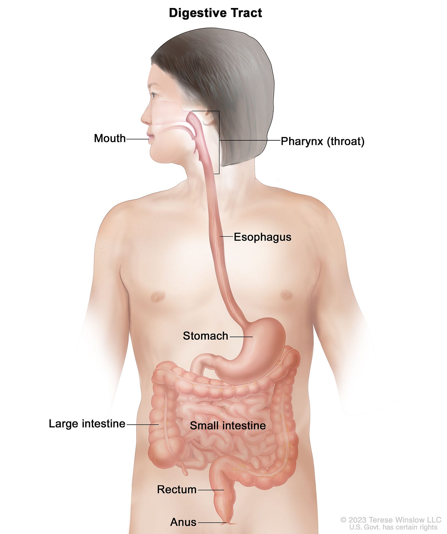 Definition of gastrointestinal tract - NCI Dictionary of Cancer Terms - NCI