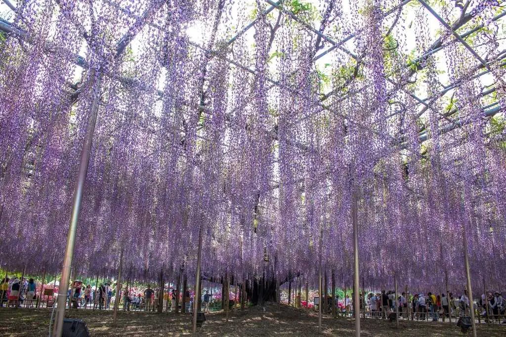 Glicinias en el Ashikaga Flower Park