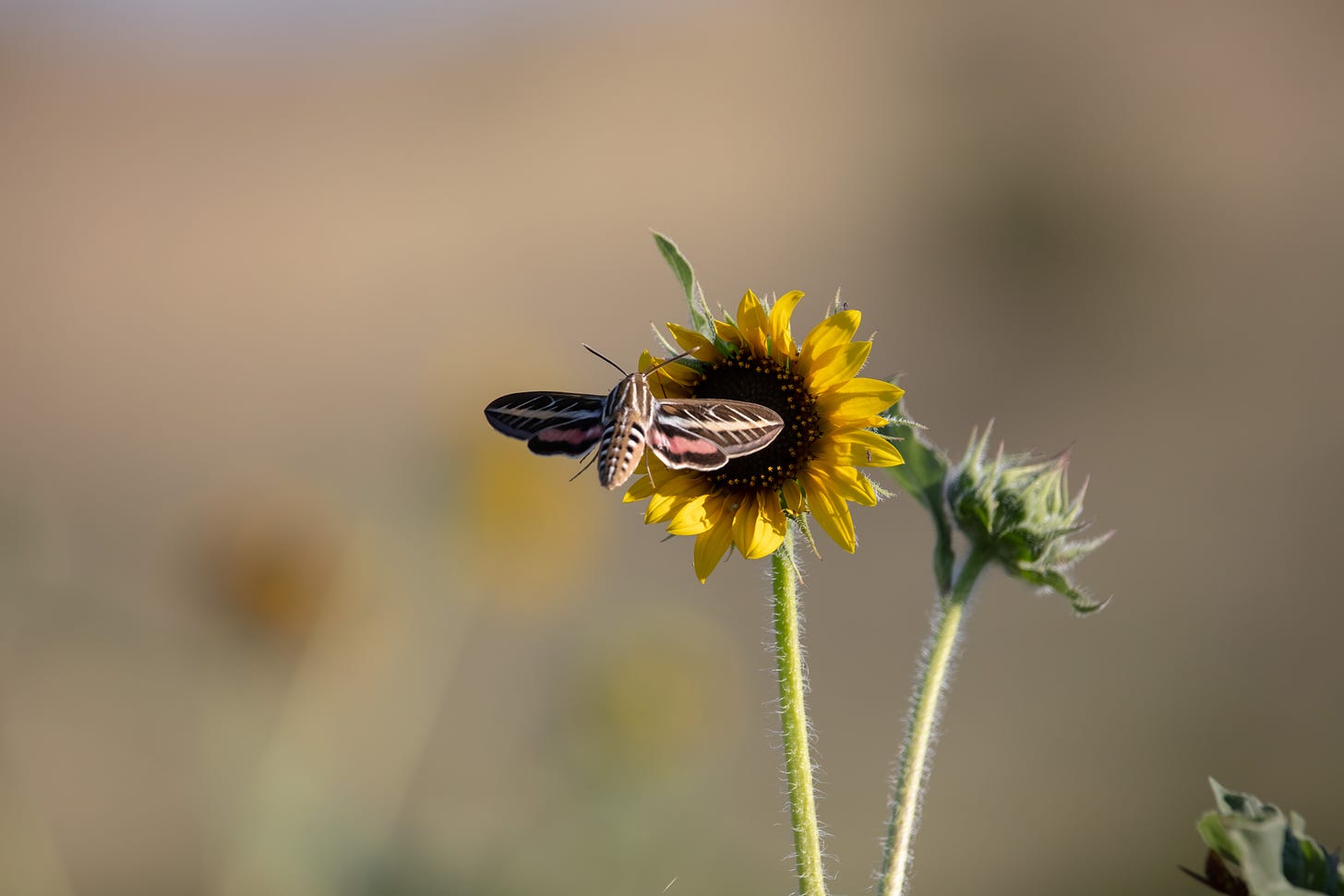 A moth visiting a sunflower. The moth has a thick body with brown and cream stripes and its outspread wings are brown and cream with a coral pink patch on each hindwing.