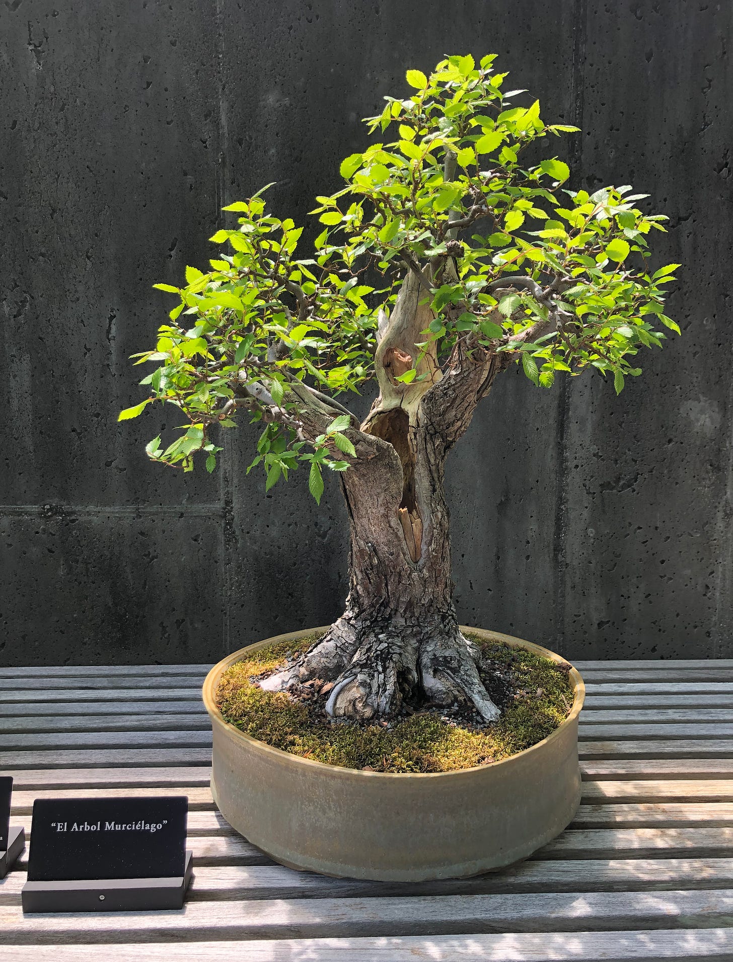 Bonsai tree named "El Arbor Murcielago".